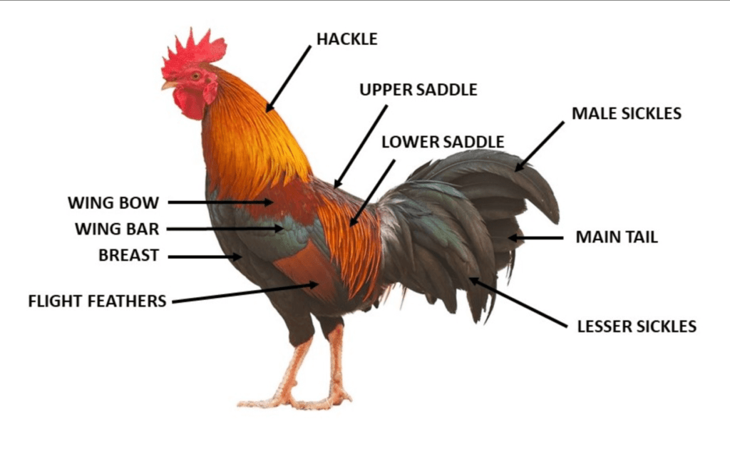 feather terminology from PoultryExtension.org