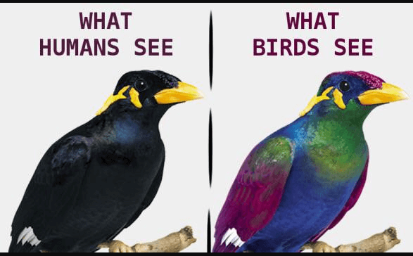 What Birds See -- showing the iridescence in avian plumange