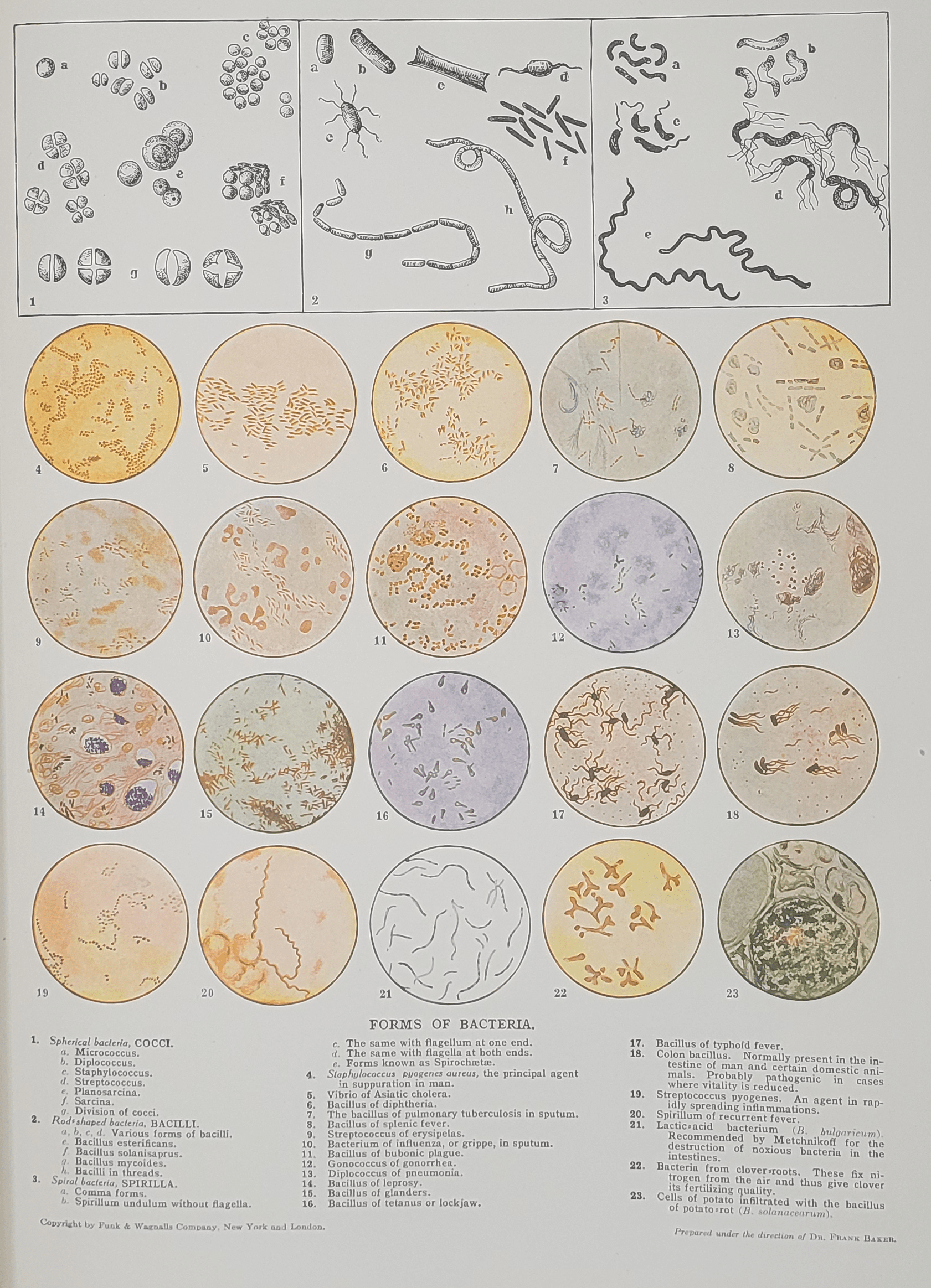 Color plate showing forms of bacteria